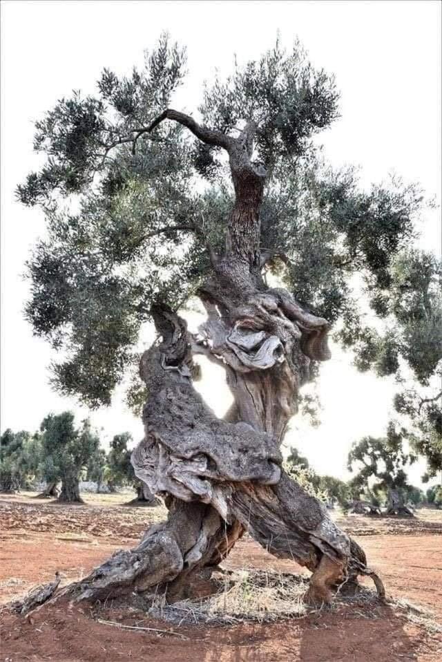 מולה די בארי Vacanze Al San Domenico מראה חיצוני תמונה